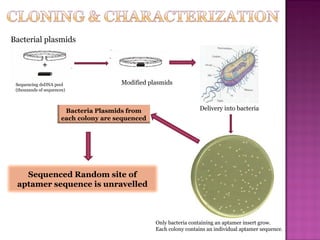 Bacterial plasmids
Sequencing dsDNA pool
(thousands of sequences)
Modified plasmids
Delivery into bacteria
Only bacteria containing an aptamer insert grow.
Each colony contains an individual aptamer sequence.
Bacteria Plasmids from
each colony are sequenced
Sequenced Random site of
aptamer sequence is unravelled
 