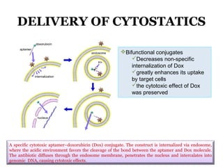 DELIVERY OF CYTOSTATICS
A specific cytotoxic aptamer–doxorubicin (Dox) conjugate. The construct is internalized via endosome,
where the acidic environment favors the cleavage of the bond between the aptamer and Dox molecule.
The antibiotic diffuses through the endosome membrane, penetrates the nucleus and intercalates into
genomic DNA, causing cytotoxic effects.
Bifunctional conjugates
Decreases non-specific
internalization of Dox
greatly enhances its uptake
by target cells
the cytotoxic effect of Dox
was preserved
 