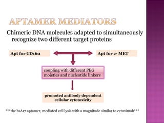 Chimeric DNA molecules adapted to simultaneously
recognize two different target proteins
Apt for CD16α Apt for c- MET
coupling with different PEG
moieties and nucleotide linkers
promoted antibody dependent
cellular cytotoxicity
***the bsA17 aptamer, mediated cell lysis with a magnitude similar to cetuximab***
 