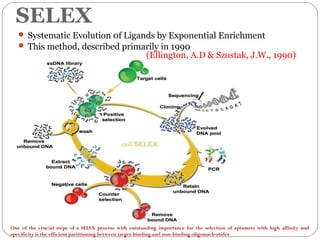 SELEX
 Systematic Evolution 0f Ligands by Exponential Enrichment
 This method, described primarily in 1990
(Ellington, A.D & Szostak, J.W., 1990)
One of the crucial steps of a SELEX process with outstanding importance for the selection of aptamers with high affinity and
specificity is the efficient partitioning between target-binding and non-binding oligonucleotides
 