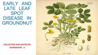 EARLY AND
LATE LEAF
SPOT
DISEASE IN
GROUNDNUT
COLLECTED AND EDITED BY
SURENDHAR . A
 