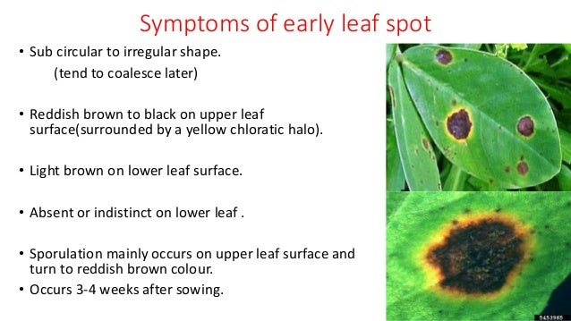 leaf spot disease