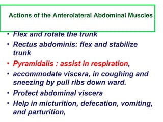 Comprehensive Anatomy of the Anterior Abdominal Wall: Structure ...