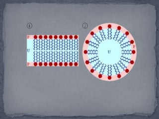 Cont.. No dispersibility in water    0 antifoaming agents   2Water –in- oil emulsifier    6Wetting agent  8 Milky dispersion  10Oil-in-water emulsifier    12Clear solution   14Detergent   16Solubilizer   18A value of 10 represents a “mid-point” of HLB.