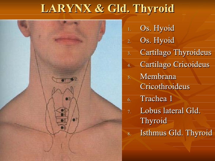 Surface Anatomy