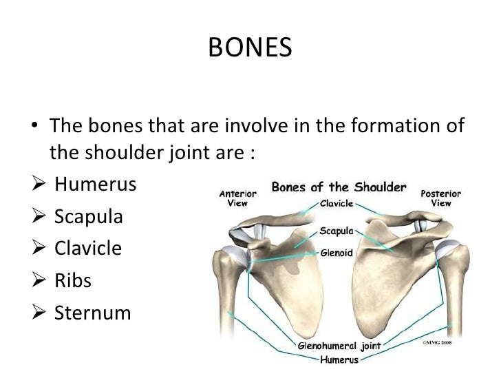 Shoulder Joint