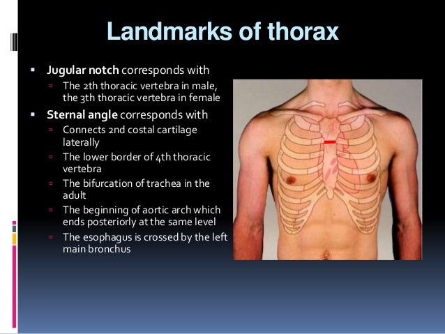 Surface anatomy
