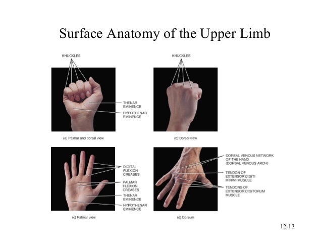 Surface anatomy