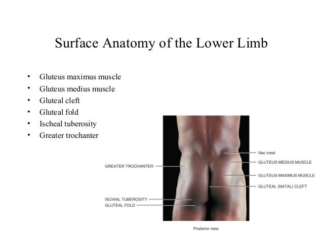 Surface anatomy