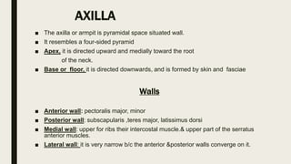 Surface anatomy | PPTX