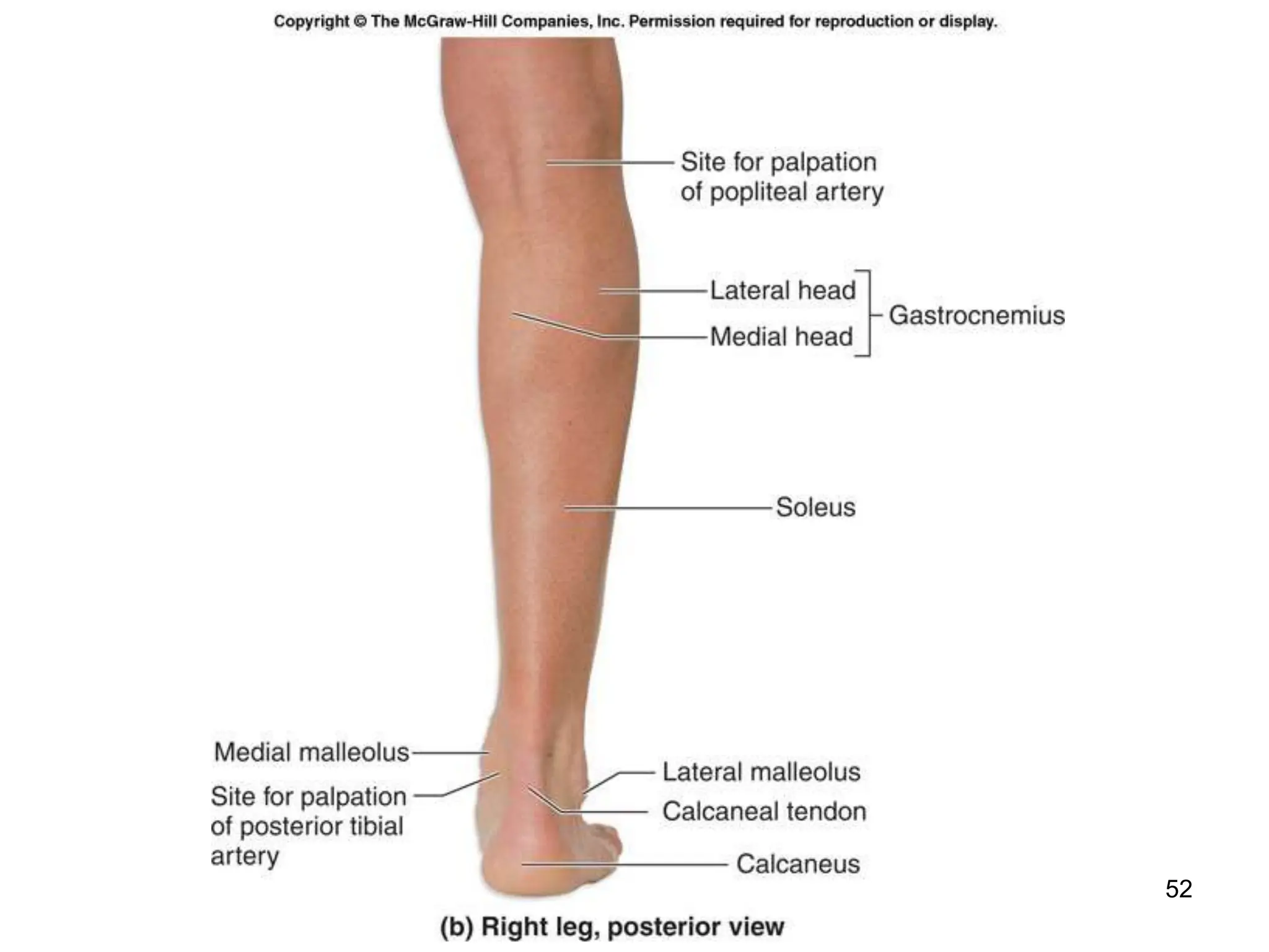 the Surface Anatomy of human body parts.ppt