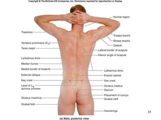 the Surface Anatomy of human body parts.ppt the Surface Anatomy of human body parts.ppt