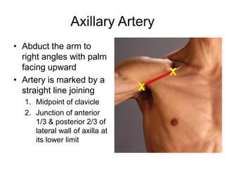 Surface Anatomy.pdf anatomyd 1st year proff | PDF
