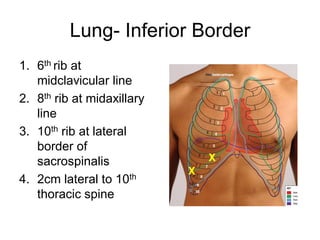 Surface Anatomy.pdf anatomyd 1st year proff | PDF