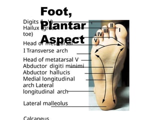 Comprehensive Overview of Human Surface Anatomy and Body Cavities | PPTX