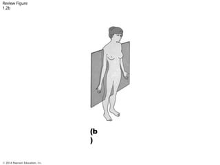 Comprehensive Overview of Human Surface Anatomy and Body Cavities | PPTX