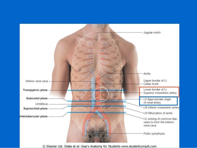 surface anatomy of back surface anatomy