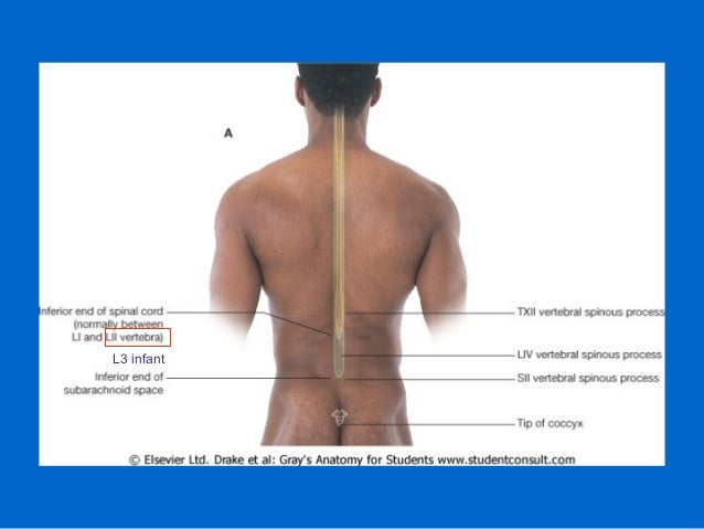 surface anatomy of back surface anatomy