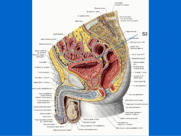 Surface anatomy of back