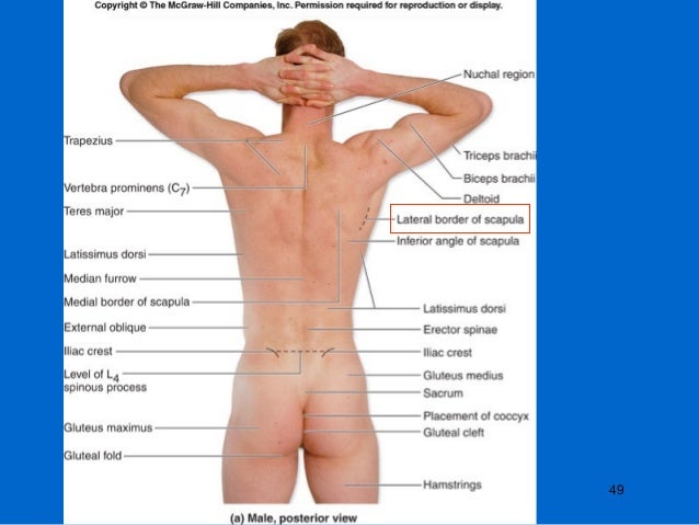 Surface Anatomy Of Back
