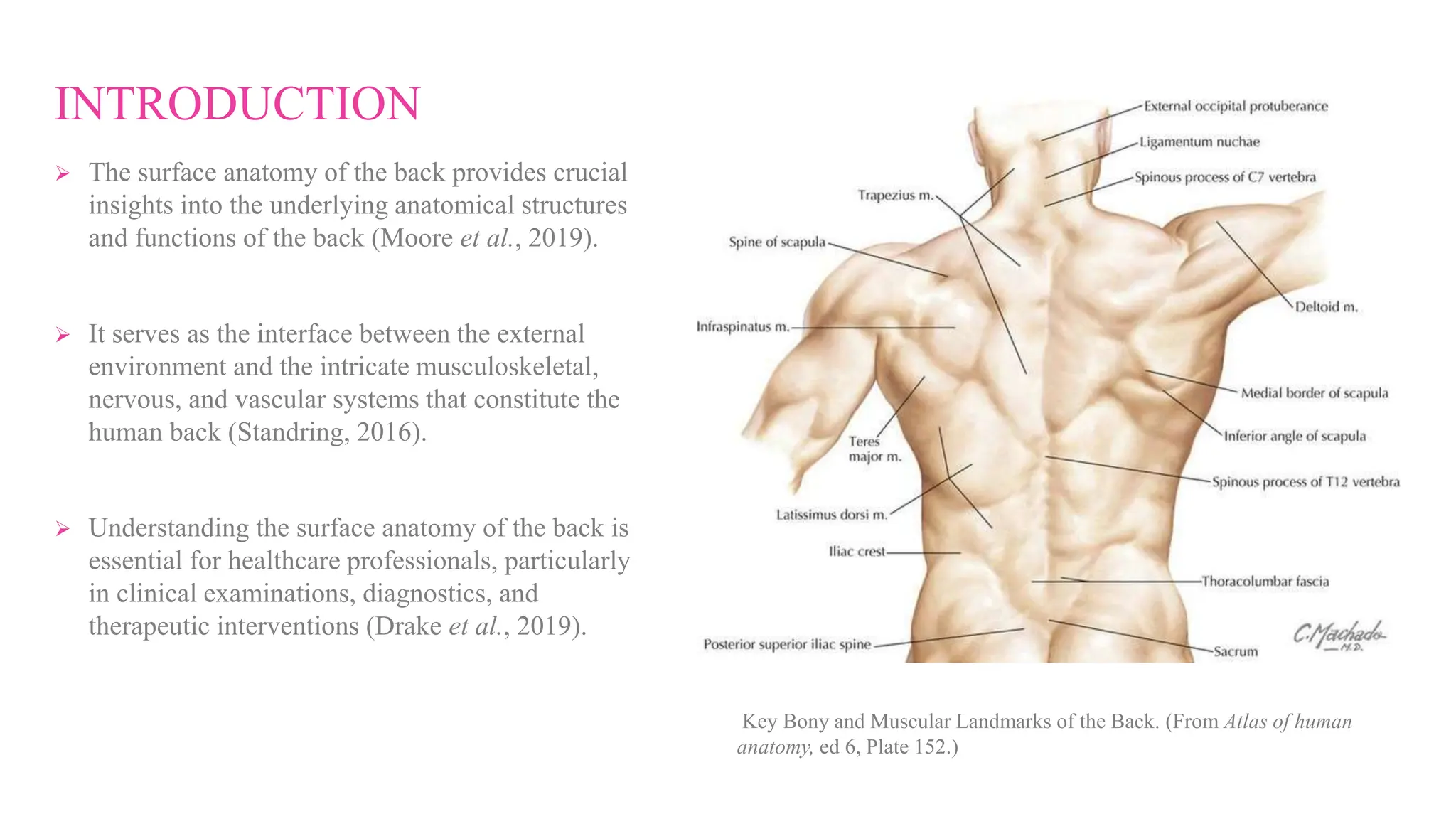 SURFACE ANATOMY OF THE BACK - GROUP 9.pptx