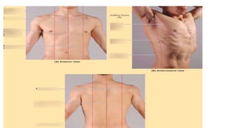 Normal Surface Anatomy of The Chest.pptx
