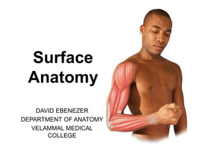 Surface
Anatomy
DAVID EBENEZER
DEPARTMENT OF ANATOMY
VELAMMAL MEDICAL
COLLEGE
 