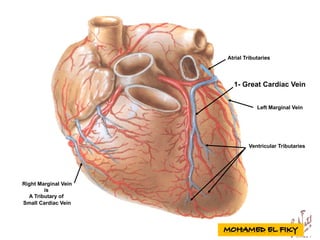 1- Great Cardiac Vein
Left Marginal Vein
Ventricular Tributaries
Atrial Tributaries
Right Marginal Vein
is
A Tributary of
Small Cardiac Vein
 