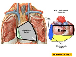 BaseSternocostal
Surface
Diaphragmatic
Surface
Left
Surface
 
