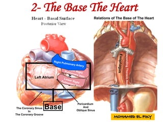 Base
Left Atrium
RightAtrium
Relations of The Base of The Heart
Pericardium
And
Oblique Sinus
DescendingThoracicAorta
The Coronary Sinus
In
The Coronary Groove
2- The Base The Heart
 