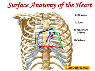 RightBorder
Lower Border
A- Borders
B- Apex
C- Coronary
Groove
D- Valves
(P)
(A)
(M)
(T)
Surface Anatomy of the Heart
 