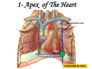 Apex
1- Apex of The Heart
3.5 Inch 5th space
Midclavicular Line
 