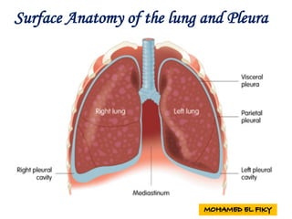 Surface Anatomy of the lung and Pleura
 