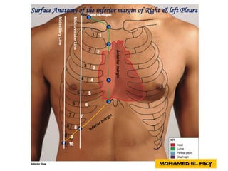 MidclavicularLine
MidaxillaryLine
Anteriormargin
Surface Anatomy of the inferior margin of Right & left Pleura
 