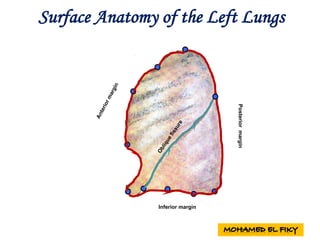 Inferior margin
Posteriormargin
Surface Anatomy of the Left Lungs
 