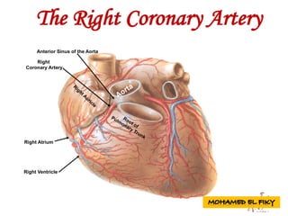 Right
Coronary Artery
Right Atrium
Right Ventricle
Anterior Sinus of the Aorta
The Right Coronary Artery
 
