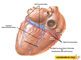 Right
Atrium
Right
Ventricle
Left Coronary Artery
Right Coronary Artery
The Right Coronary Artery Terminates
By
Anastomosis with Left Coronary
Posterior
Interventricular Artery
I.V.C
 