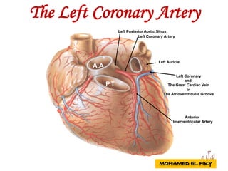 Left Posterior Aortic Sinus
P.T
Left Auricle
Left Coronary Artery
Left Coronary
and
The Great Cardiac Vein
in
The Atrioventricular Groove
Anterior
Interventricular Artery
A.A
The Left Coronary Artery
 