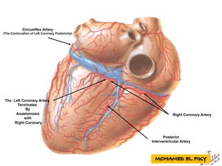 Circumflex Artery
(The Continuation of Left Coronary Posteriorly)
Right Coronary Artery
The Left Coronary Artery
Terminates
By
Anastomosis
with
Right Coronary
Posterior
Interventricular Artery
 