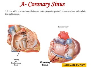 Coronary
Sinus
Opening
of
The Coronary
Sinus
Caval
Openi
ng
A- Coronary Sinus
1.It is a wide venous channel situated in the posterior part of coronary sulcus and ends in
the right atrium.
 