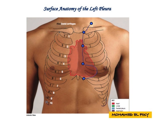 surface anatomy of heart and lungs surface anatomy