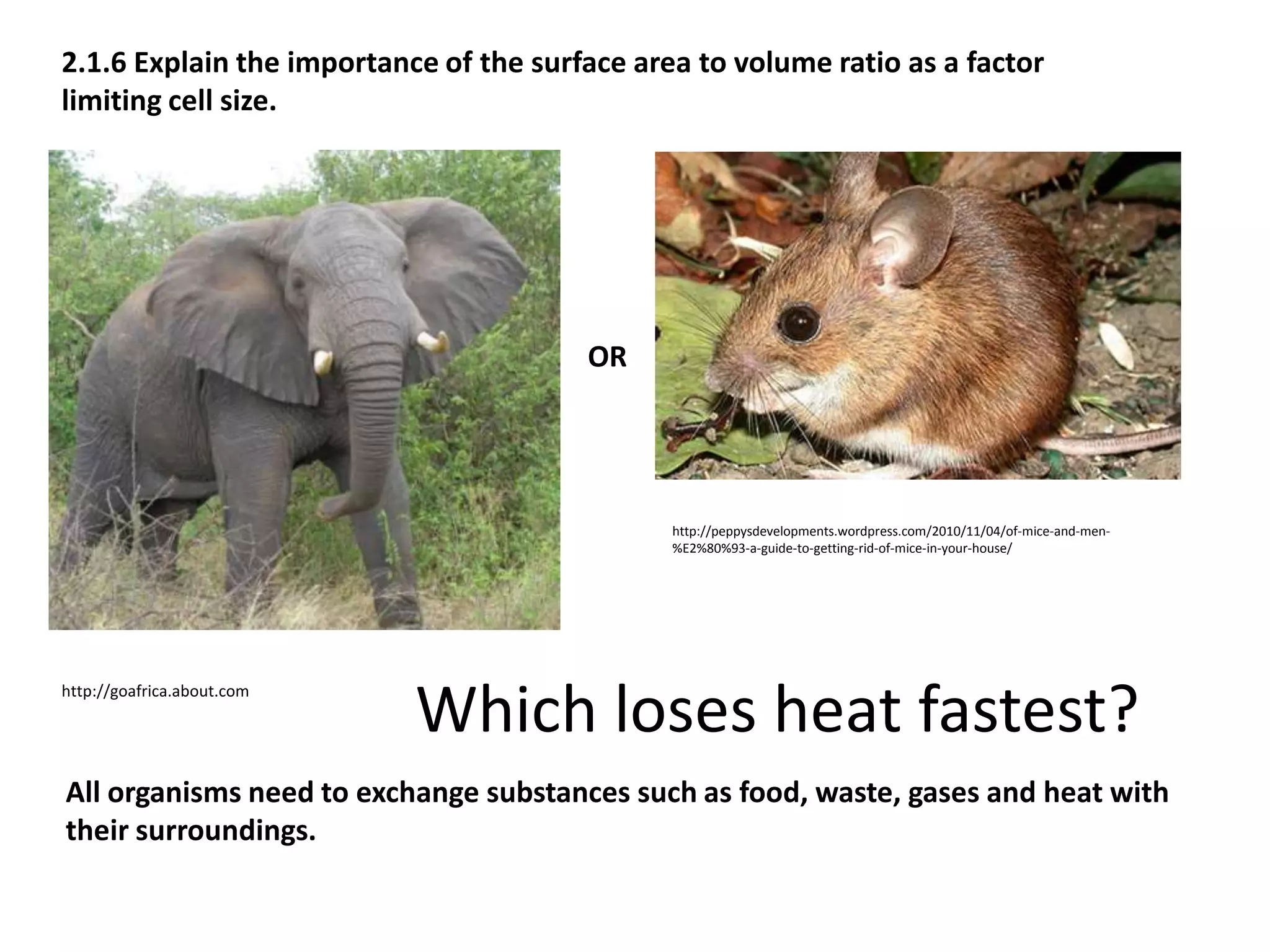 2.1.6 Explain the importance of the surface area to volume ratio as a factor
limiting cell size.




                                        OR




                                               http://peppysdevelopments.wordpress.com/2010/11/04/of-mice-and-men-
                                               %E2%80%93-a-guide-to-getting-rid-of-mice-in-your-house/




http://goafrica.about.com
                            Which loses heat fastest?
All organisms need to exchange substances such as food, waste, gases and heat with
their surroundings.
 