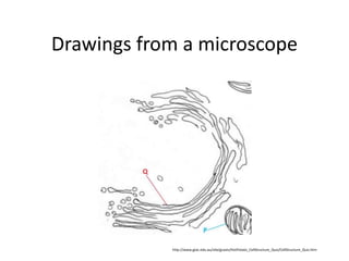 Drawings from a microscope




            http://www.gtac.edu.au/site/gcasts/HotPotato_CellStructure_Quiz/CellStructure_Quiz.htm
 