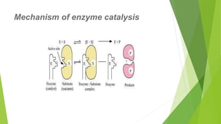 Mechanism of enzyme catalysis
 