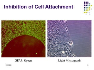 5/26/2023 18
GFAP: Green Light Micrograph
Inhibition of Cell Attachment
 