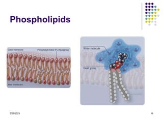 5/26/2023 19
Phospholipids
 