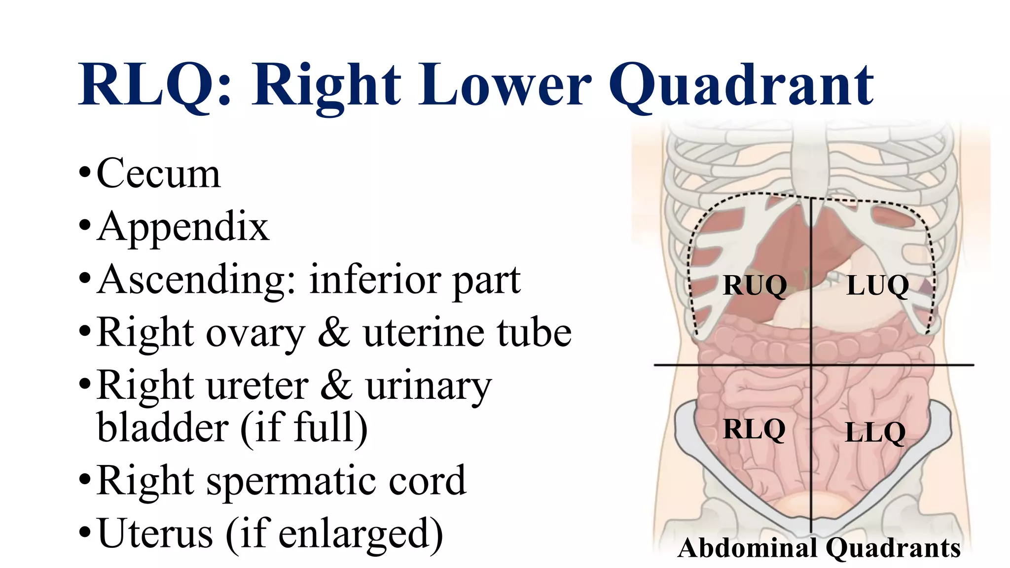 Appendix Sign Rlq Surface landmark of the abdomen | PDF