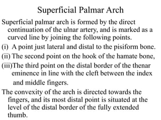 Superficial Palmar Arch
Superficial palmar arch is formed by the direct
continuation of the ulnar artery, and is marked as a
curved line by joining the following points.
(i) A point just lateral and distal to the pisiform bone.
(ii) The second point on the hook of the hamate bone,
(iii)The third point on the distal border of the thenar
eminence in line with the cleft between the index
and middle fingers.
The convexity of the arch is directed towards the
fingers, and its most distal point is situated at the
level of the distal border of the fully extended
thumb.
 