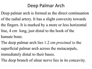 Deep Palmar Arch
Deep palmar arch is formed as the direct continuation
of the radial artery. It has a slight convexity towards
the fingers. It is marked by a more or less horizontal
line, 4 cm long, just distal to the hook of the
hamate bone.
The deep palmar arch lies 1.2 cm proximal to the
superficial palmar arch across the metacarpals,
immediately distal to their bases.
The deep branch of ulnar nerve lies in its concavity.
 
