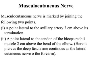 Musculocutaneous Nerve
Musculocutaneous nerve is marked by joining the
following two points.
(i) A point lateral to the axillary artery 3 cm above its
termination.
(ii) A point lateral to the tendon of the biceps rachii
muscle 2 cm above the bend of the elbow. (Here it
pierces the deep fascia anc continues as the lateral
cutaneous nerve o the forearm).
 